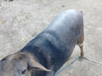 Carnero, Romanov sheep — foto 2