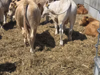 Bull, Limousin cow — photo 2