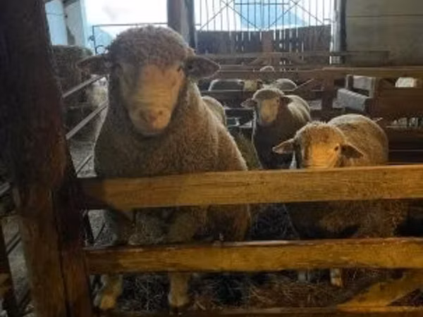 Widder, Ile-de-France sheep