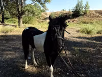 Horses (batch, sex not specified), American shetland pony — photo 4