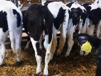 Cow, Holstein breed — photo 4