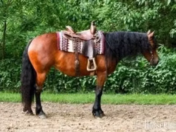 Mare, Friesian