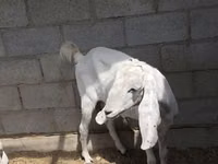 Ziege, Beetal goats — Foto 1