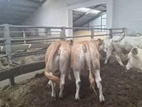 Kuh, Blonde d’Aquitane cattle — Foto 1