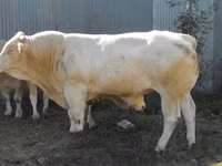 Bulle, Blonde d’Aquitane cattle — Foto 4