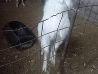 Goat, Alpine goat — photo 4