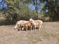 كبش, Afghan Arabi sheep — الصورة 8