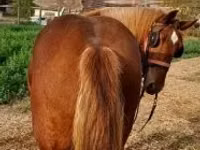 Caballo, Caballos — foto 1