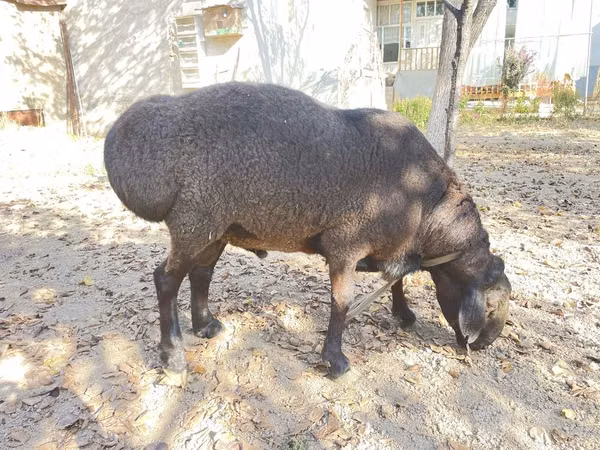 Carnero, Hissar sheep