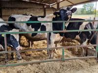 Bull, Holstein breed — photo 3