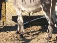 Caballo, Caballos — foto 3