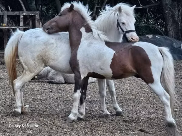 فرس, Welsh Mountain Pony