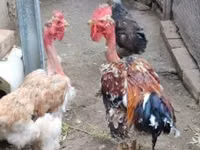 gallina danesa — foto 1
