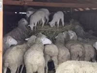 Widder, Merinoland sheep — Foto 3