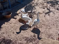 Geese — Foto 3