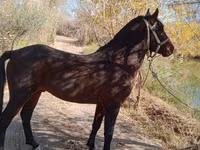 घोड़ा, Karabair horse — फ़ोटो 2