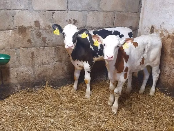 Bulle, Simmental cattle