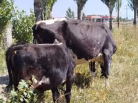 ثور, Swiss cattle — الصورة 2