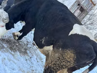 Vaca, Ganado vacuno — foto 1