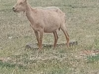 تيس, Saanen goat — الصورة 1