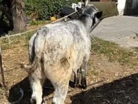 ثور, Ukrainian grey cattle — الصورة 3