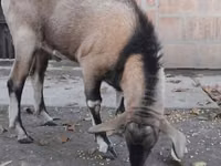 Cabro, Nubian Goat — foto 2