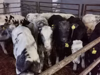 ثور, Russian Black pied cattle — الصورة 2