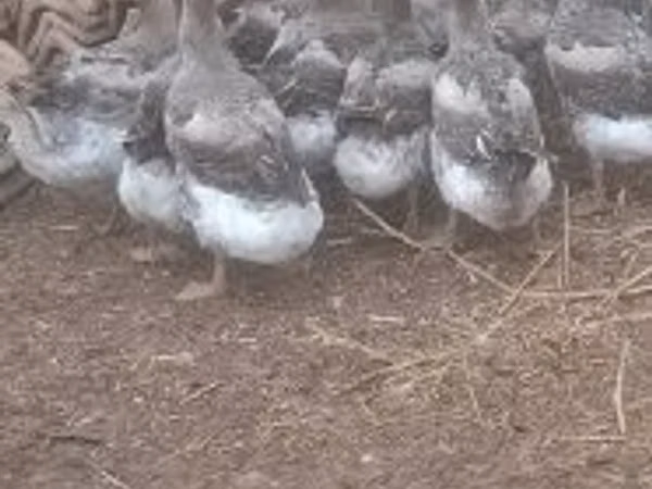 Линдовская