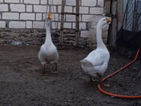 Geese — الصورة 4