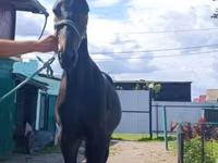 Caballo, Russian Trotter — foto 2