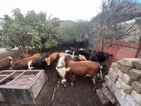 Bull, Red-spotted breed — photo 1
