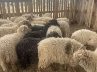Ovejas (lote, sexo no especificado), Suffolk sheep — foto 1