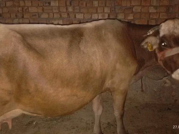 Cow, Ukrainian Brown Dairy Cattle