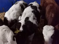 Toro, Simmental cattle — foto 6