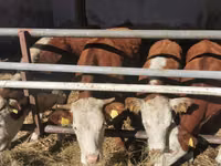 Rinder (Partie, Geschlecht nicht angegeben), Hereford — Foto 5