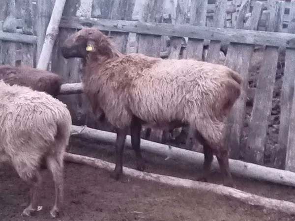 Widder, Edilbay sheep