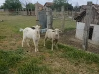 Widder, Merino sheep — Foto 1