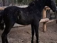 فرس, Lipizzaner — الصورة 8