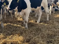 Bulle, Russian Black pied cattle — Foto 8