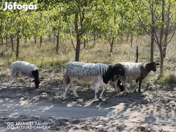 Sheep, Dorper sheep
