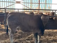Toro, Partenaise cattle — foto 3