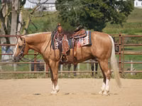 Horse (M), Quarter Horse — photo 1