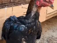 مالاي غيم — الصورة 1