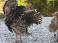 Turkeys — الصورة 3