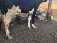 بقرة, Russian Black pied cattle — الصورة 8