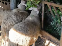 Carnero, Baerchuke sheep — foto 3