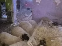 Schafe (Partie, Geschlecht nicht angegeben), Suffolk sheep — Foto 1