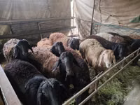 كبش, Edilbay sheep — الصورة 5