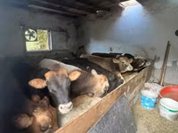 Bull, Red-spotted breed — photo 3
