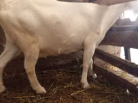 Ziege, Saanen goat — Foto 2